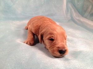 Male Goldendoodle #10 For sale In Iowa Ready December 2012